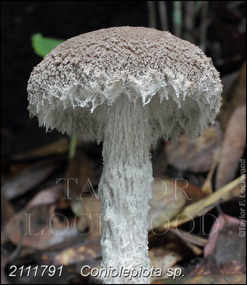 Coniolepiota sp.