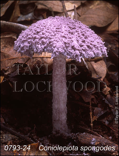 Coniolepiota spongodes