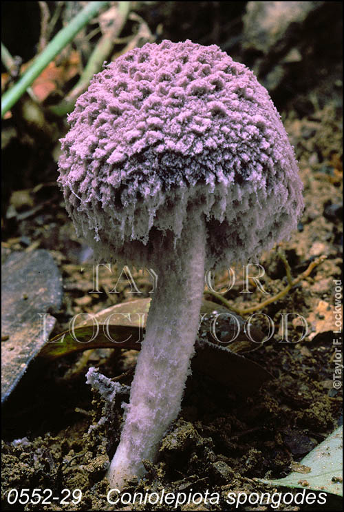 Coniolepiota spongodes