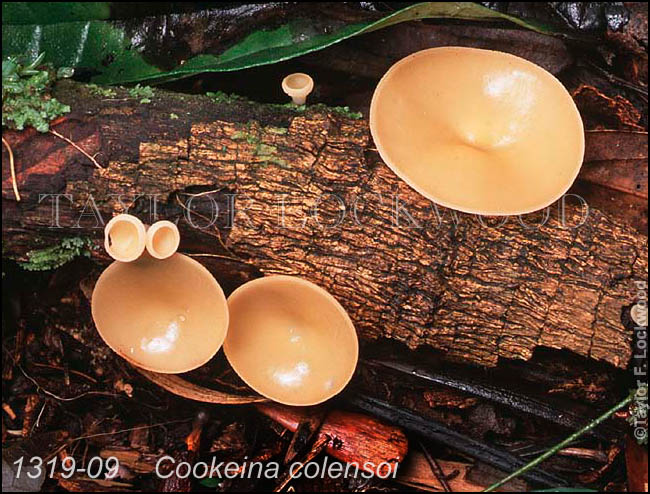 Cookeina colensoi