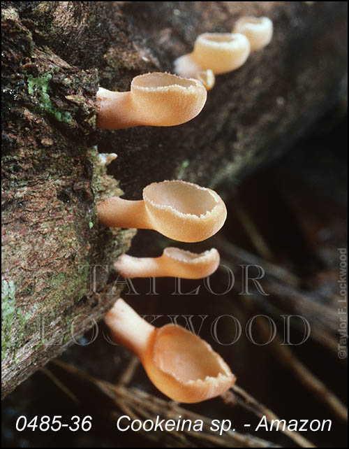 Cookeina sp. - Amazon