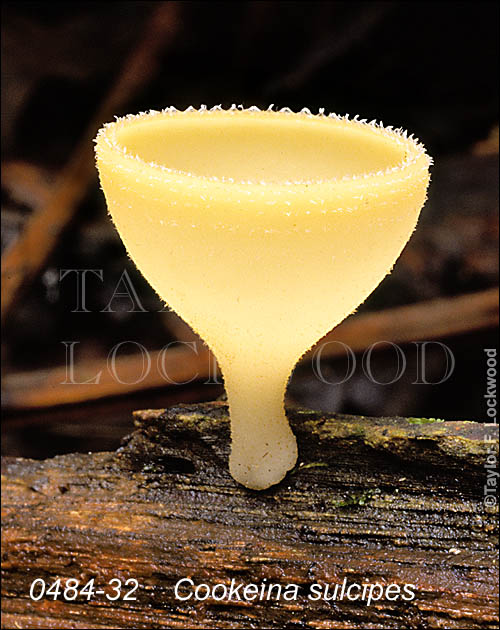 Cookeina sulcipes