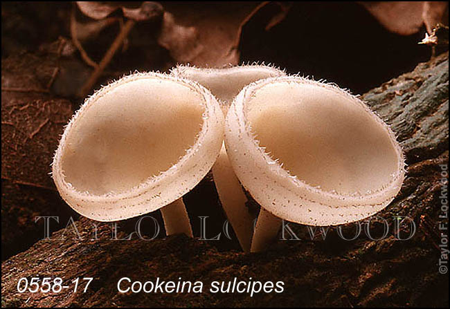 Cookeina sulcipes