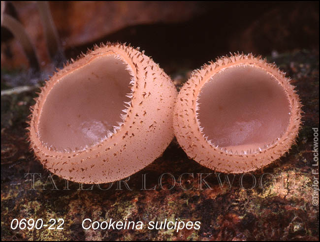 Cookeina sulcipes