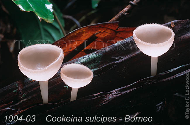 Cookeina sulcipes - Borneo
