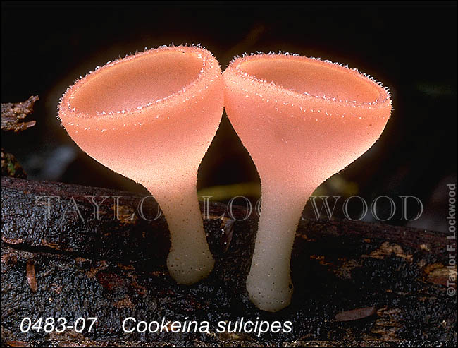 Cookeina sulcipes