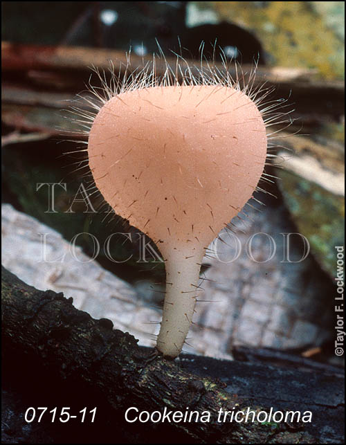 Cookeina tricholoma