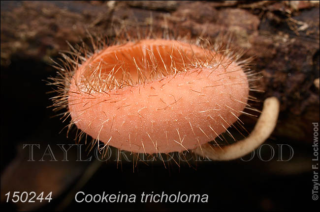 Cookeina tricholoma