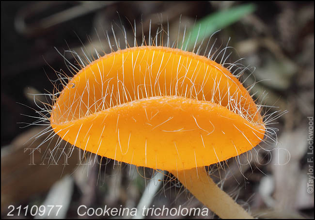 Cookeina tricholoma