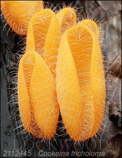 Cookeina tricholoma