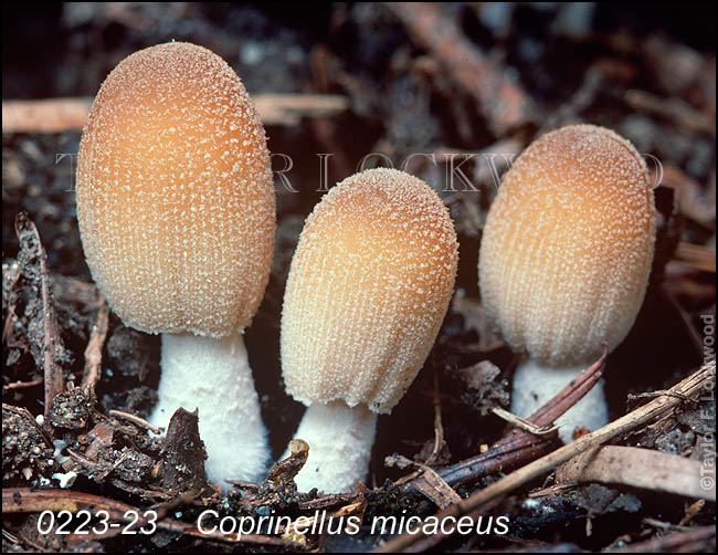 Coprinellus micaceus