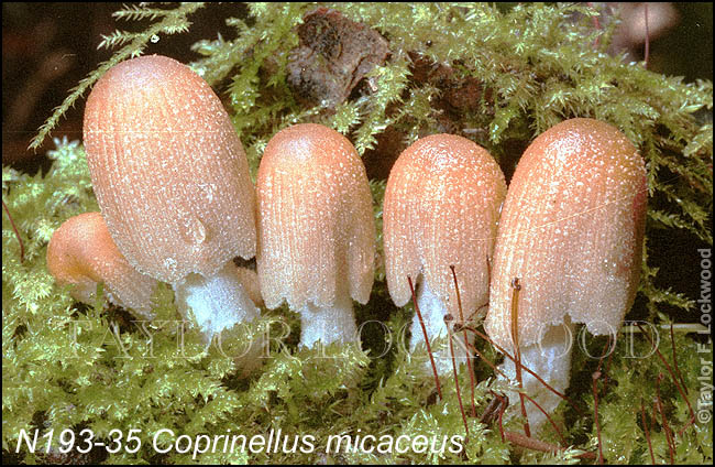 Coprinellus micaceus