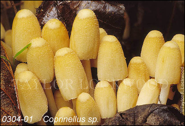 Coprinellus sp.