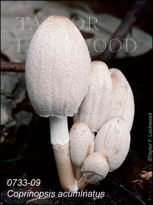 Coprinopsis acuminatus