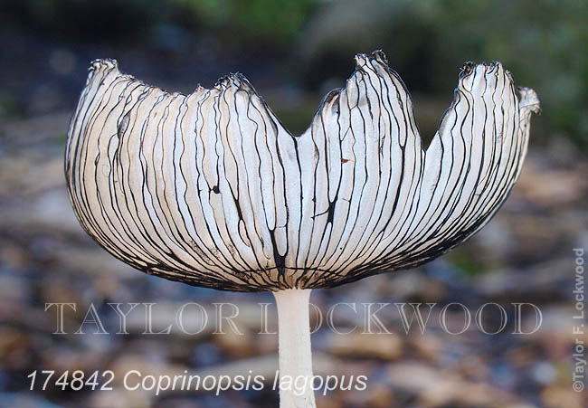 Coprinopsis lagopus