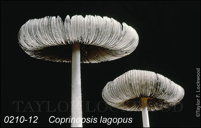 Coprinopsis lagopus