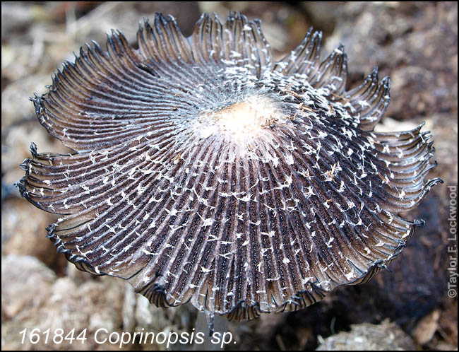 Coprinopsis sp.