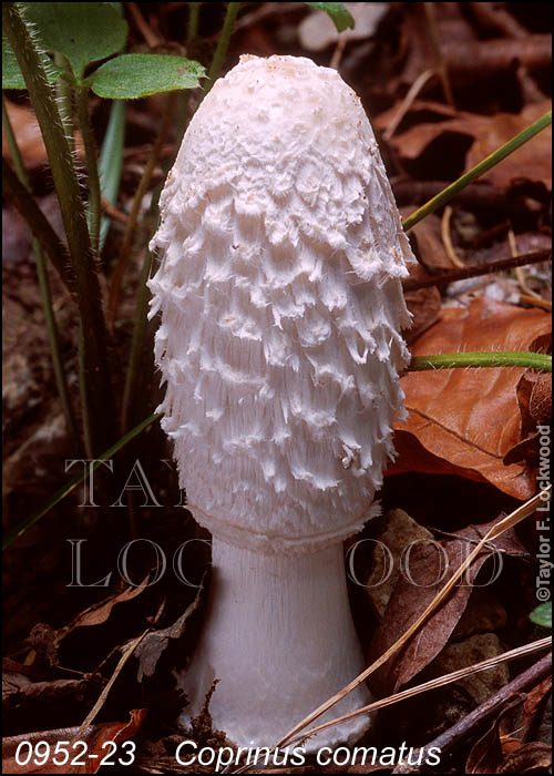 Coprinus comatus - Spain