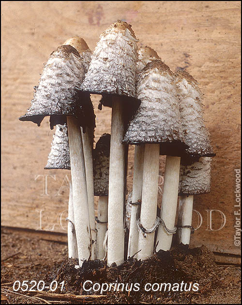 Coprinus comatus