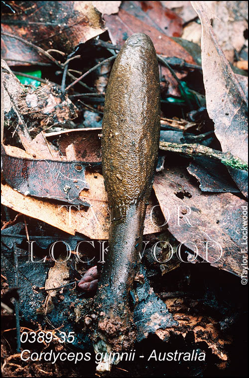 Cordyceps gunnii