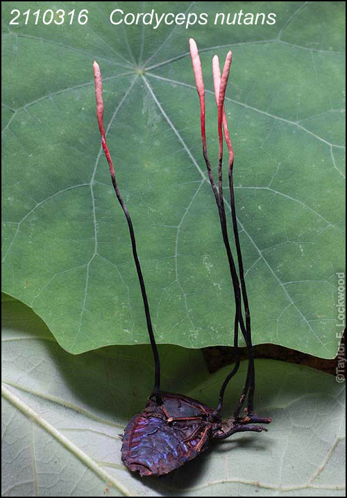 Cordyceps nutans