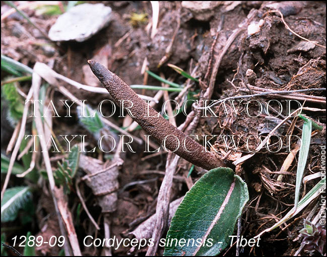 Cordyceps sinensis - Tibet