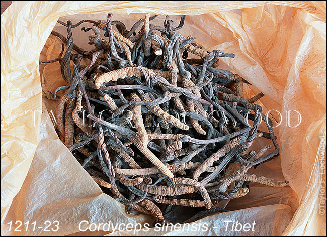 Cordyceps sinensis - Tibet