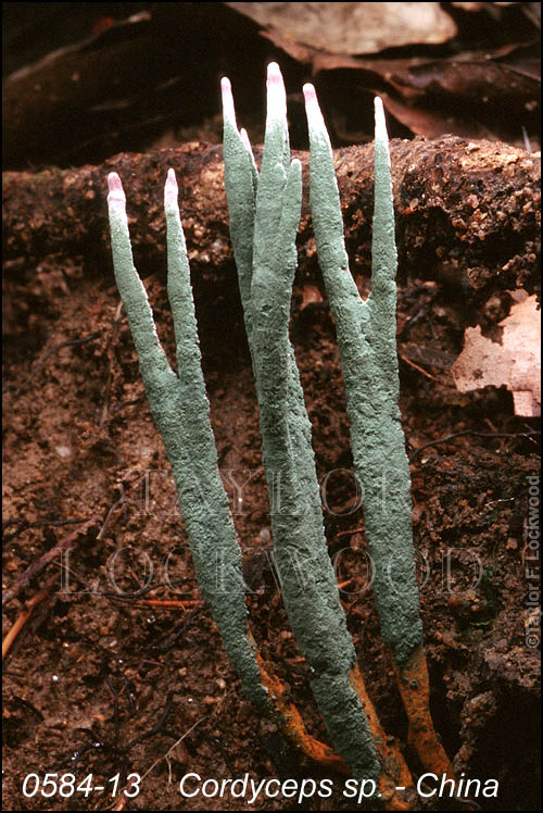 Cordyceps sp. - China