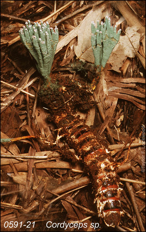 Cordyceps sp. - China