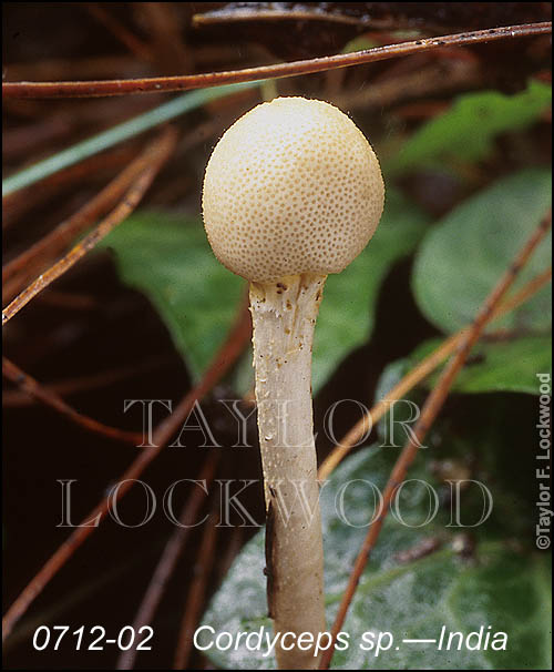 Cordyceps sp. - India