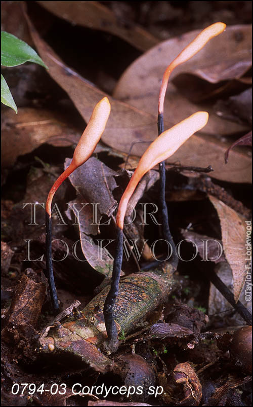 Cordyceps sp.