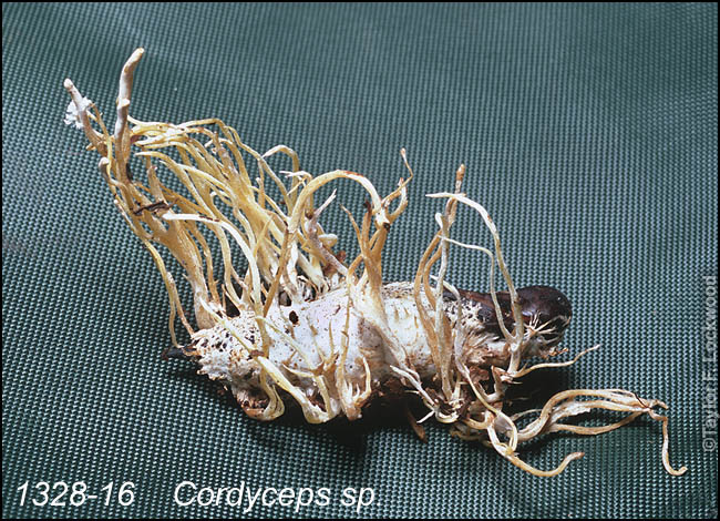 Cordyceps sp.
