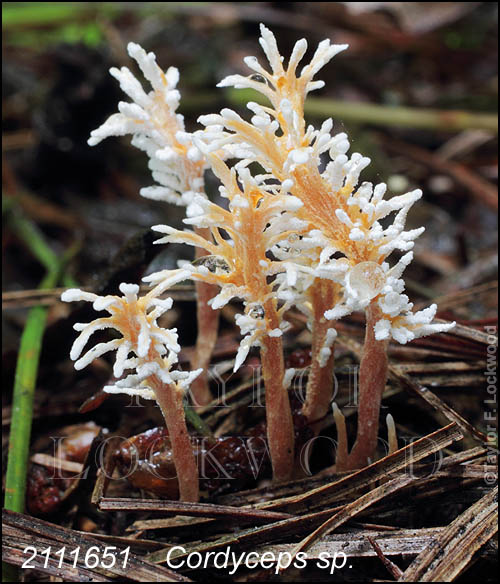 Cordyceps sp.