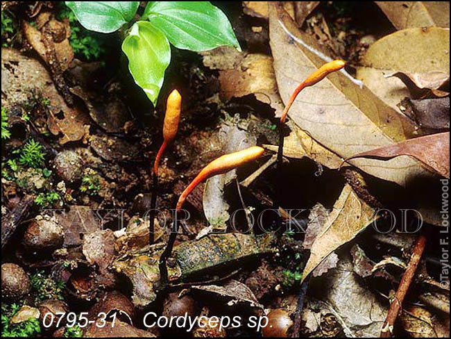 Cordyceps sp.