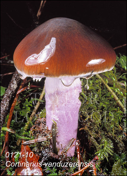 Cortinarius vanduzerensis