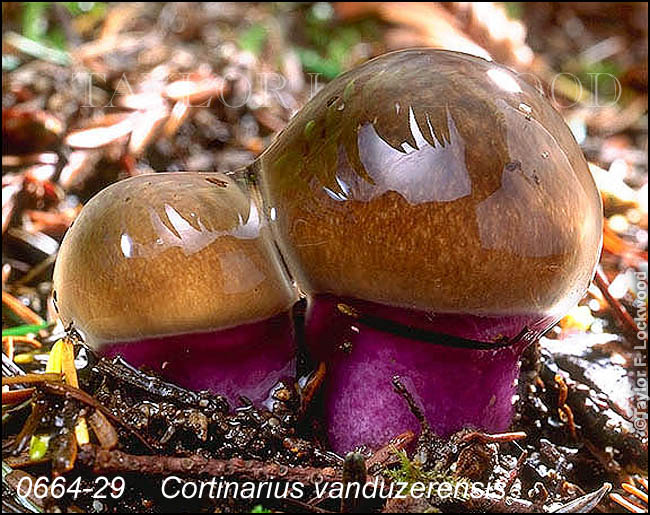 Cortinarius vanduzerensis