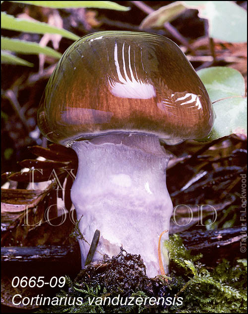 Cortinarius vanduzerensis