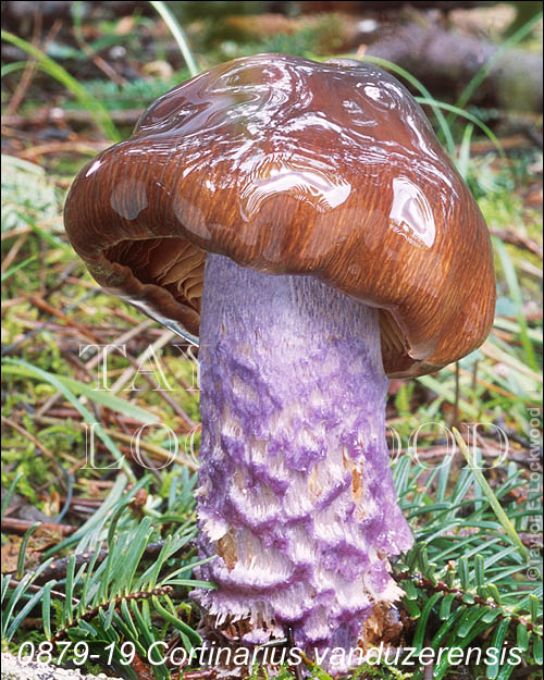 Cortinarius vanduzerensis