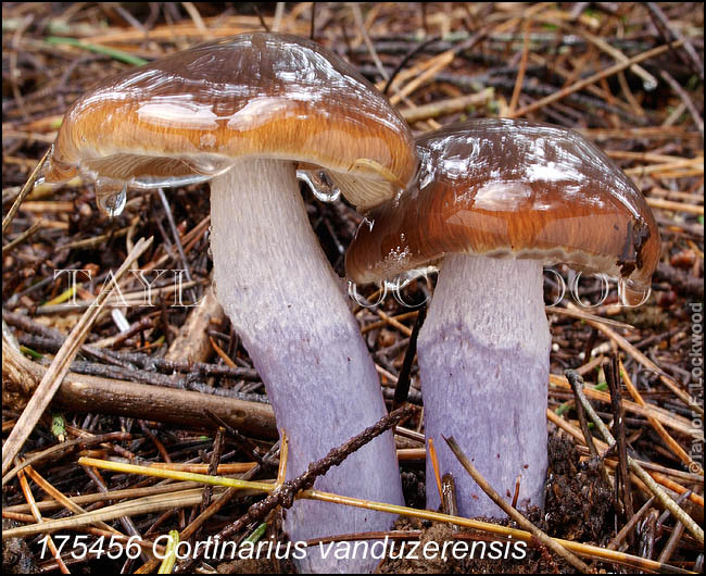 Cortinarius vanduzerensis