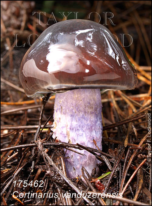 Cortinarius vanduzerensis