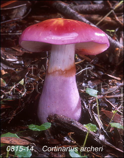 Cortinarius archeri