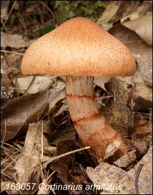 Cortinarius armilatus