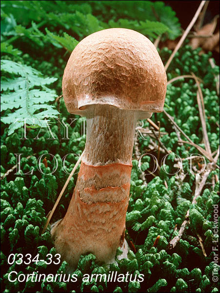 Cortinarius armillatus