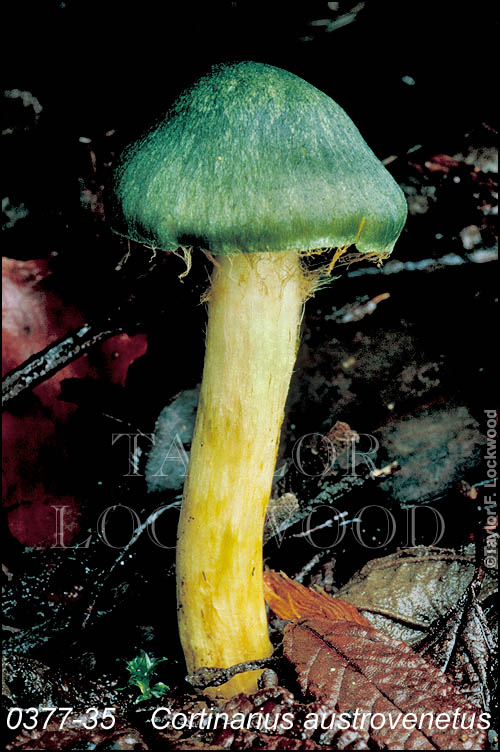 Cortinarius austrovenetus