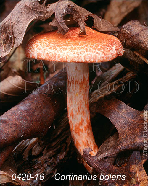 Cortinarius bolaris