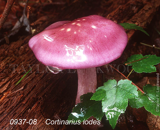 Cortinarius iodes