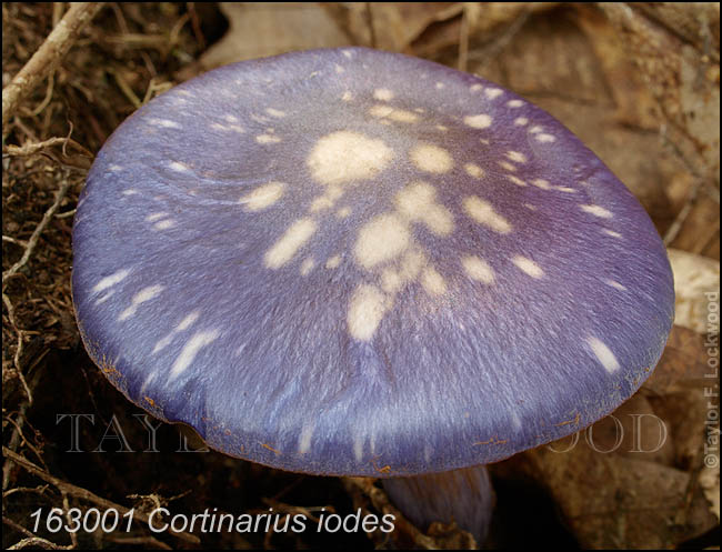 Cortinarius iodes