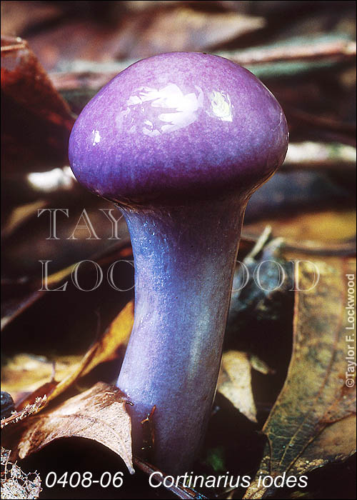 Cortinarius iodes