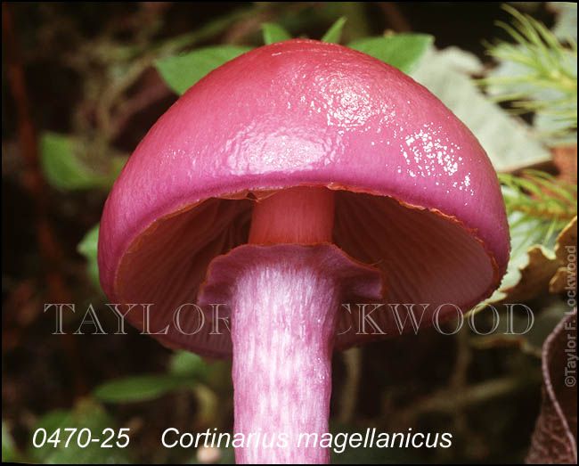 Cortinarius magellanicus