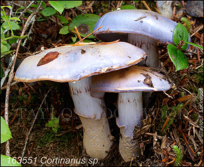 Cortinarius sp.